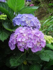 Obraz premium two purple blossoms of hydrangea