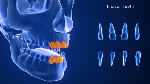 Incisors Teeth