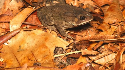 Asian Toad on Dry Leaves with Rain Forest
