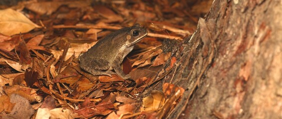Asian Toad with Rain Forest