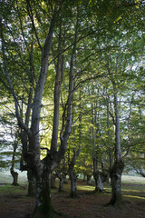Forest in the Basque Country