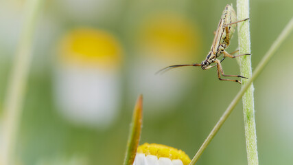 macro photo of a meadow plant bug - Leptopterna dolabrata