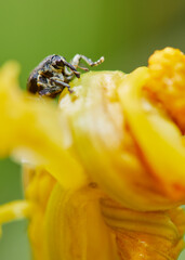 macro photo of a Mononychus punctumalbum on a Iris pseudacorus
