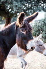Close-up of two donkeys looking at an ecological farm surrounded by a fence and trees