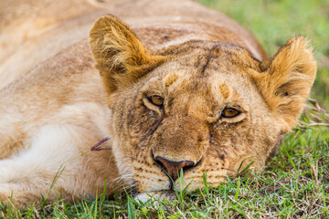 Young lions of the Marsh Pride relax in the grass of the Masai Mara, Kenya