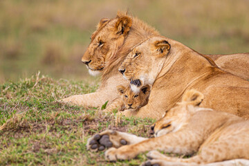 Fototapeta premium Young cubs of the Marsh Pride play around with the adult lions watching in the grass of the Masai Mara, Kenya