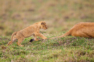 Fototapeta na wymiar Young cubs of the Marsh Pride play around with the adult lions watching in the grass of the Masai Mara, Kenya
