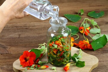 Making tincture from Tropaeolum majus, also called garden nasturtium or Indian cress. The whole plant is chopped up and covered in alcohol. Tincture is good for medicinal use. - obrazy, fototapety, plakaty