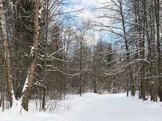 Winter forest landscape with snow-covered trees and ski trails on snowy road