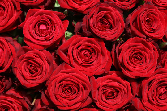 A Bouquet of wonderful red Roses 