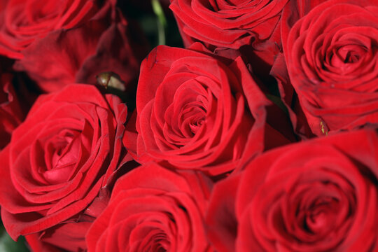 A Bouquet of wonderful red Roses 
