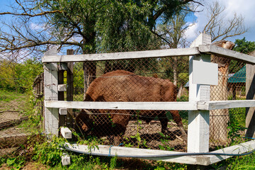 Bison in the aviary. The symbol of Moldova. Natural protected by the state reserve. Background with copy space © Iurii Gagarin