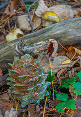 Cedar cone. Autumn forest. Mountain.