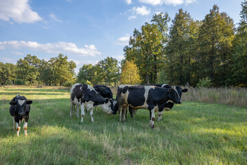 Cows on a green field grazing on a farmer's green grass. beautiful landscape with cows in the...