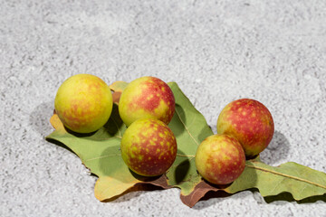 Oak apples on the underside of an oak leaf. round balls on an oak leaf. painful growth on oak leaves containing tannic acid