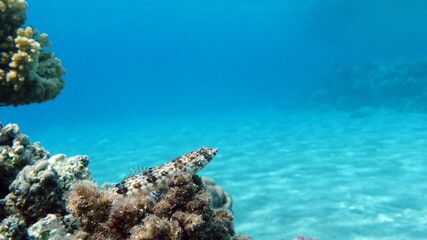 Obraz premium Beautiful fish on the Red Sea reef.