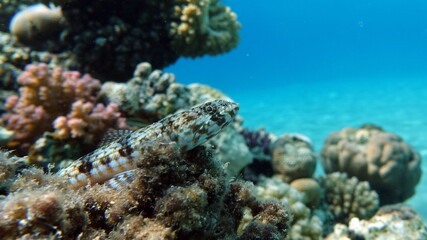 Plakat Beautiful fish on the Red Sea reef.