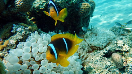 Obraz na płótnie Canvas Clown fish amphiprion (Amphiprioninae). Red sea clown fish.