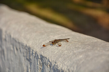 ant on a stone