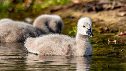 Cygnets