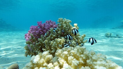 Fish are a type of bony fish. Zebra Dascyllus. this fish grows up to 8 cm, feeds on zooplankton, and lives in small schools in branchy corals.