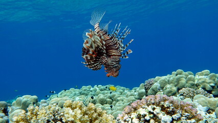 Lion Fish in the Red Sea.