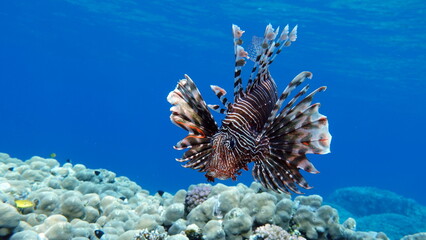 Lion Fish in the Red Sea.