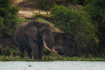 African Bush Elephant - Loxodonta africana, iconic member of African big five, Queen Elizabeth National Park, Uganda.