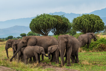 African Bush Elephant - Loxodonta africana, iconic member of African big five, Queen Elizabeth...
