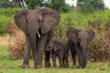 Fototapeta premium African Bush Elephant - Loxodonta africana, iconic member of African big five, Queen Elizabeth National Park, Uganda.