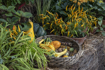  A variety of autumn flowers in ceramic pots and vegetables in baskets stand on a shelf covered...