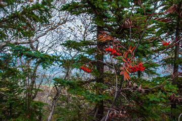 Fototapeta premium Fog in the mountains. Mount Falaza. Tourism.
