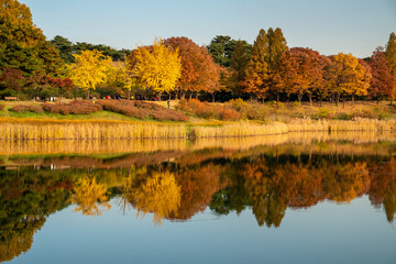 autumn trees reflected in water