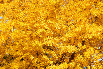 yellow autumn leaves background