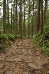 path in the woods