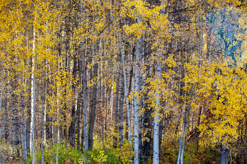 autumn forest background