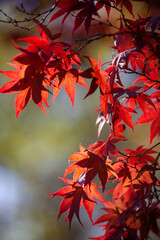 red maple leaves