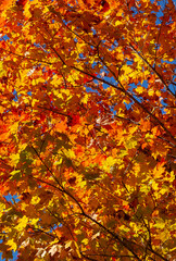 autumn leaves in the park