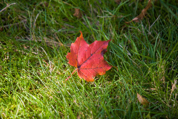 red maple leaf on grass