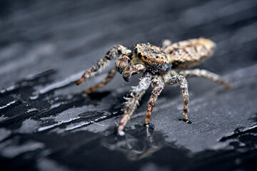 Rindenspringspinne ( Marpissa muscosa ).