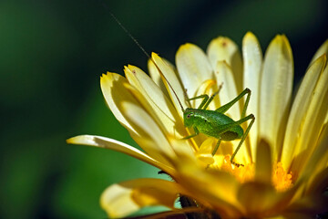 Punktierte Zartschrecke ( Leptophyes punctatissima ).