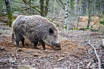 Wildschwein ( Sus scrofa ).