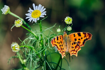 C-Falter ( Polygonia c-album, Syn.: Nymphalis c-album ).