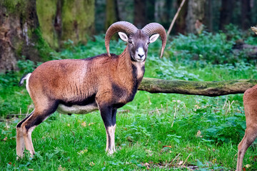 Mufflon ( Ovis orientalis musimon ).