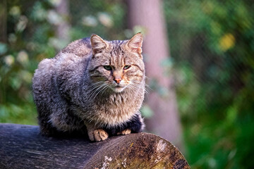 Europäische Wildkatze oder Waldkatze ( Felis silvestris ).