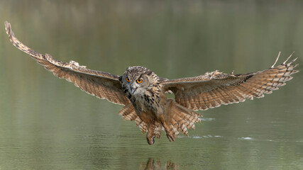 A beautiful, huge European Eagle Owl (Bubo bubo) flying above the water. Gelderland in the Netherlands. Front view.          