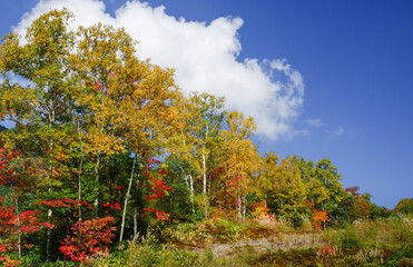 Fototapeta premium 落葉樹が色とりどりに紅葉している山の風景