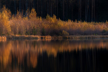 red bushes lit by the sun against the background of a dark forest by the lake. Sunny landscape in late autumn