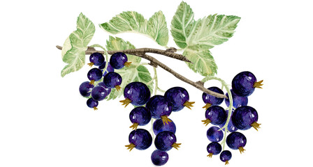A branch of black currant. Diet, vitamin berry.