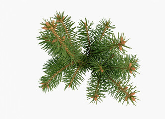 Lush branch of spruce on a white background Isolated.